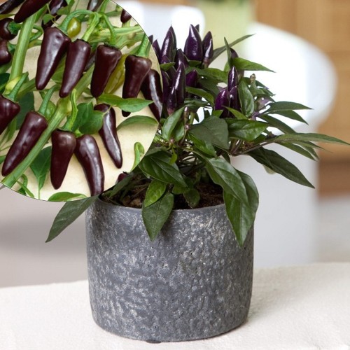 Capsicum annuum 'Salsa Purple' - Harilik paprika 'Salsa Purple' P9/0,55L